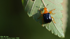 Tomapoderus ruficollis
