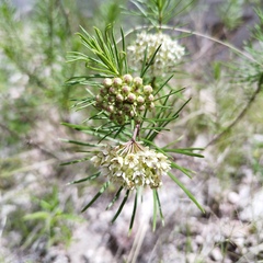 Asclepias linaria