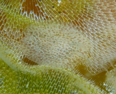 Corambe pacifica