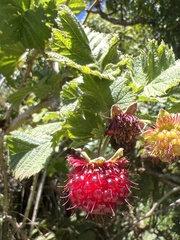 Rubus hawaiensis