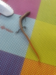 Ablepharus rueppellii
