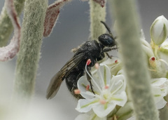 Tiphiidae