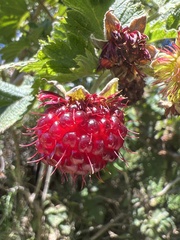 Rubus hawaiensis