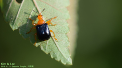 Tomapoderus ruficollis