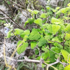 Salvia ballotiflora