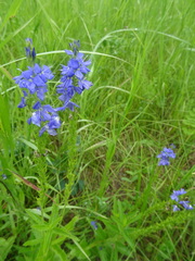 Veronica teucrium