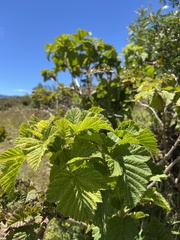 Rubus hawaiensis