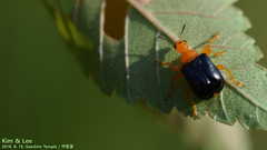 Tomapoderus ruficollis