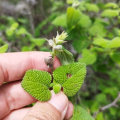 Salvia ballotiflora