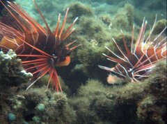 Pterois radiata