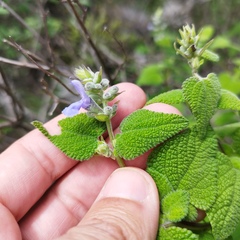 Salvia ballotiflora