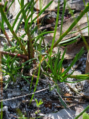 Stackhousia monogyna