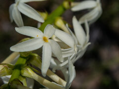 Stackhousia monogyna