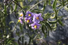 Solanum crispum