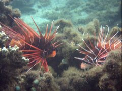 Pterois radiata