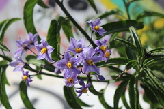 Solanum crispum