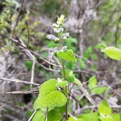 Salvia ballotiflora