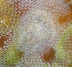 Corambe pacifica