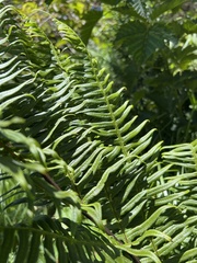 Pteris terminalis