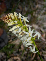 Stackhousia monogyna