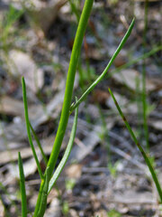Stackhousia monogyna