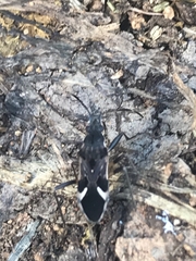 Dieuches maculicollis