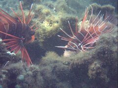 Pterois radiata