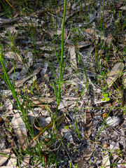 Stackhousia monogyna
