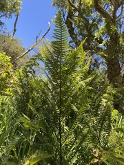 Pteris terminalis