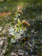 Stackhousia monogyna