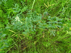 Lathyrus pisiformis