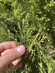 Baccharis pilularis consanguinea