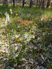 Stackhousia monogyna