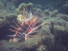Pterois radiata