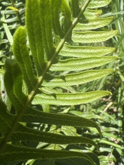 Pteris terminalis
