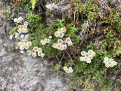 Anaphalis morrisonicola