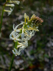 Stackhousia monogyna