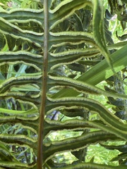 Pteris terminalis