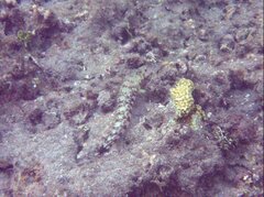 Parapercis millepunctata