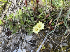 Chondrophylla