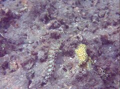 Parapercis millepunctata