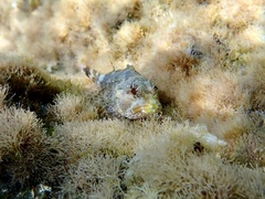 Scorpaena maderensis