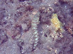 Parapercis millepunctata