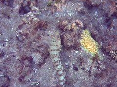 Parapercis millepunctata