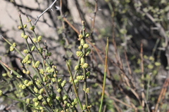 Ephedra chilensis