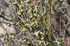 Ephedra chilensis