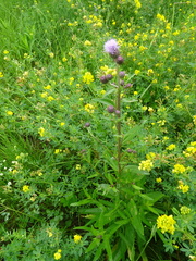 Cirsium arvense integrifolium