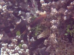 Parupeneus multifasciatus