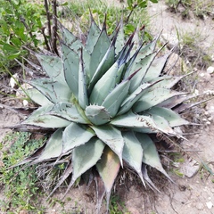 Agave applanata