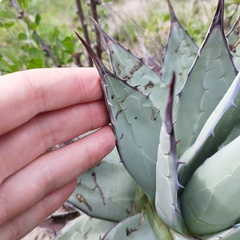 Agave applanata